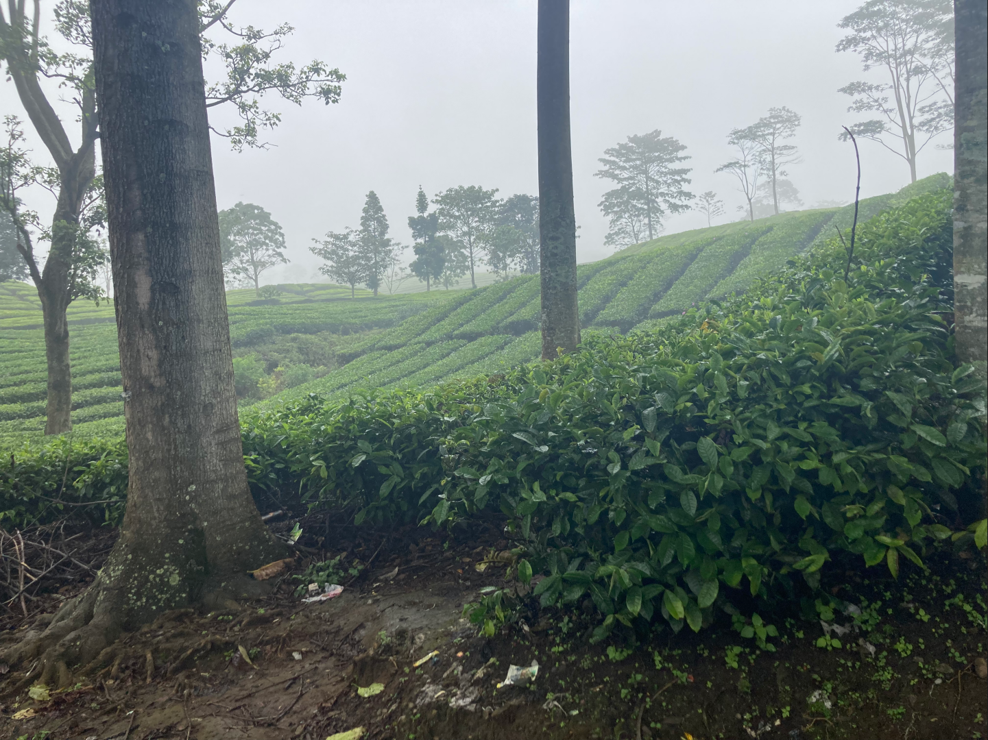 A tea plantation north of Bandung