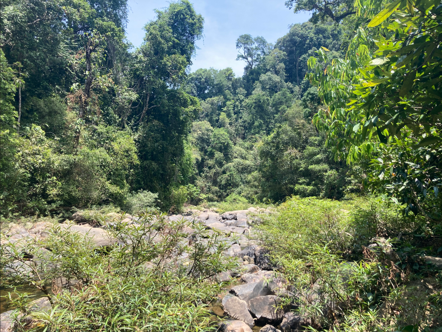 Hiking through the jungle