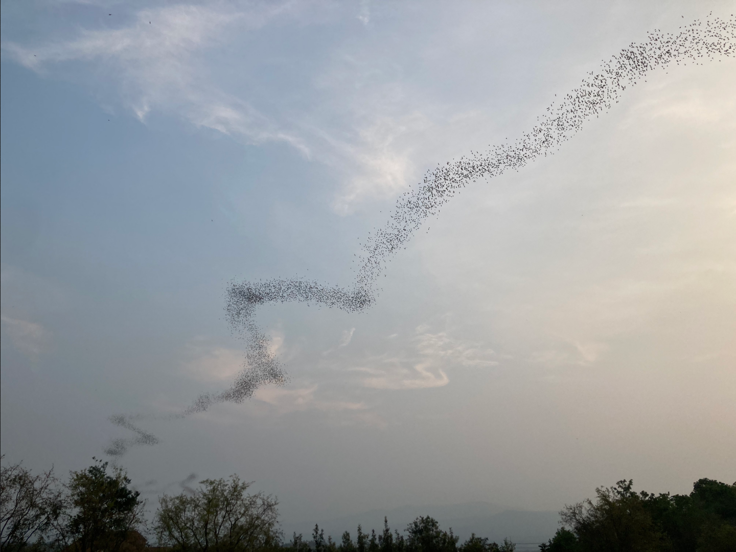 The bats flying out of the cave