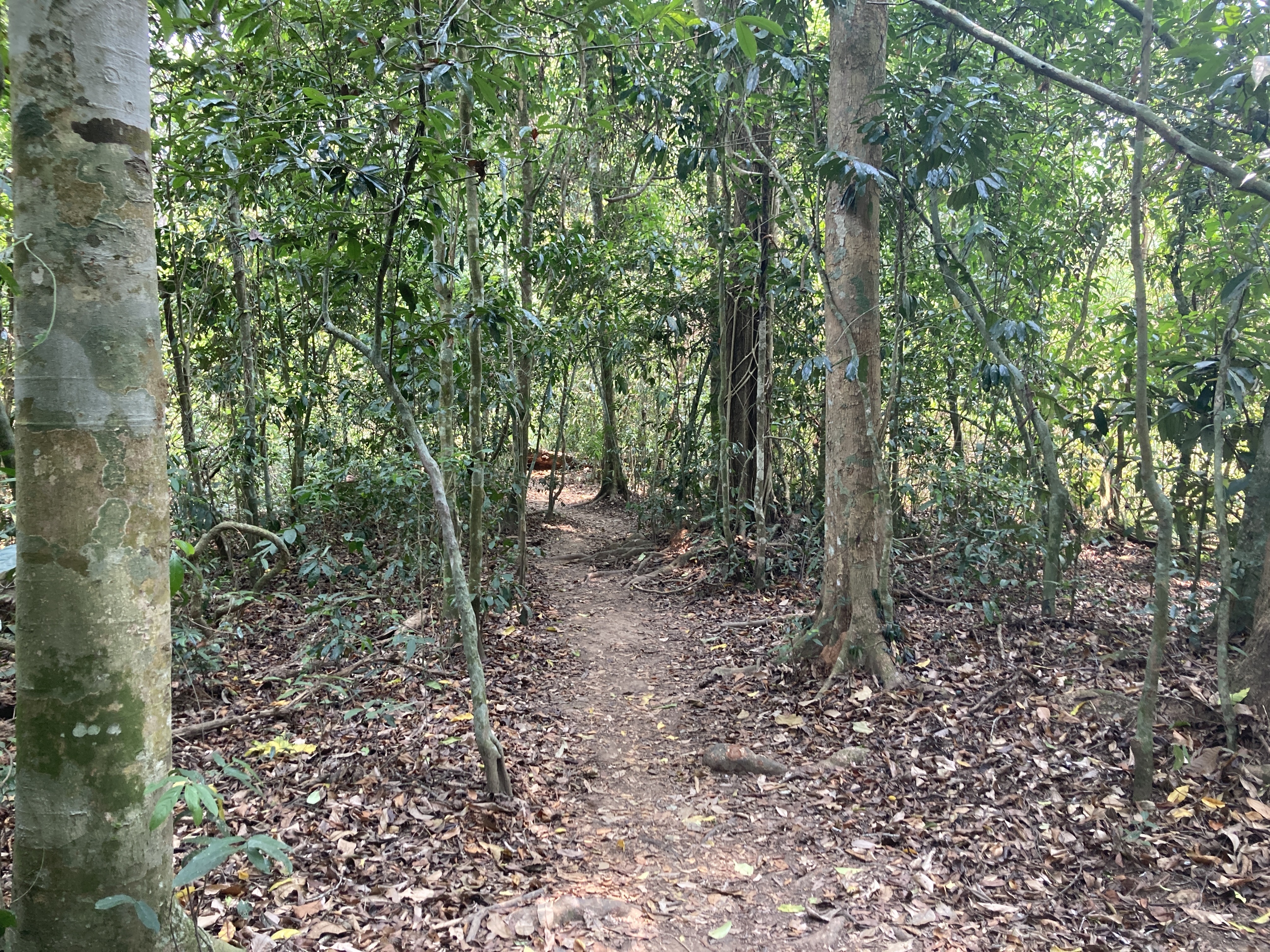 A trail through the jungle