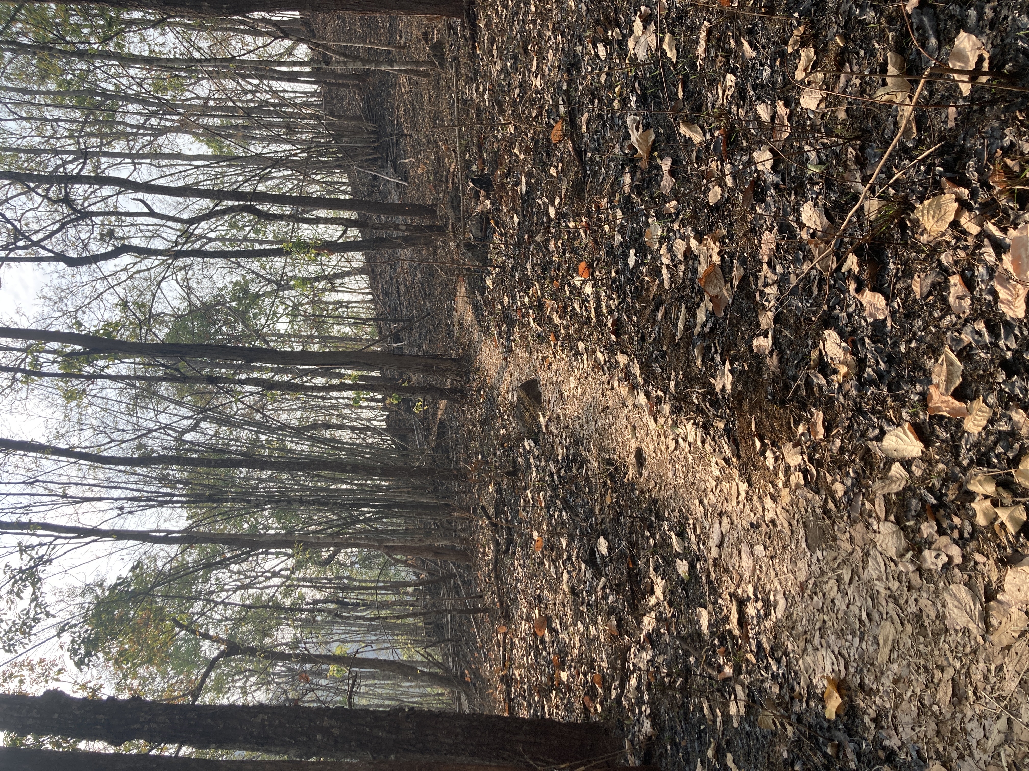 The trail going through the jungle, which has been destroyed by wildfires